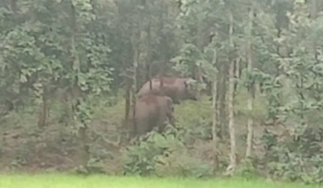 कोलेबिरा वन क्षेत्र में दो जंगली हाथियों के भ्रमणशील होने से ग्रामीणों में दहशत, वन विभाग ने जारी किया अलर्ट
