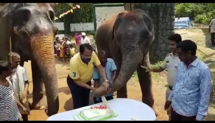 12 साल के हथिनी का मना हैप्पी बर्थ डे, 10 पाउंड का कटा केक, जाने क्या है पूरा मामला