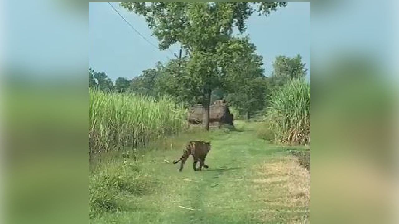 बगहा: आदमखोर बाघ ने ले ली एक और जान, शौच करने गए व्यक्ति पर बाघ ने किया हमला