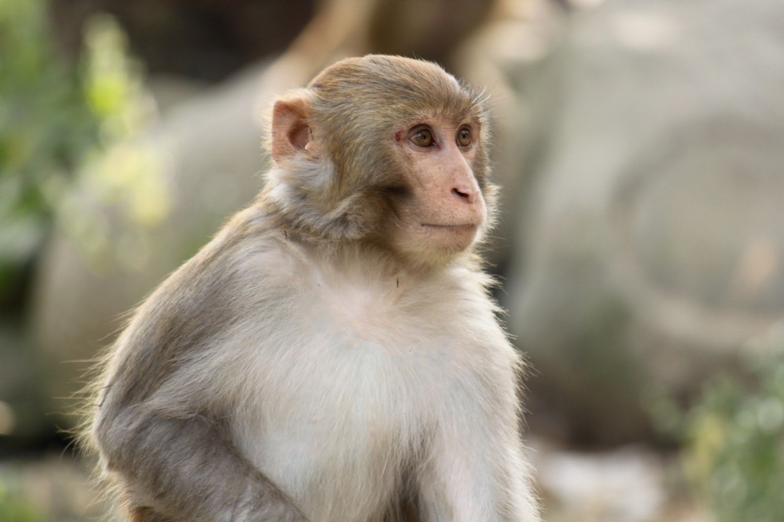 DHANBAD: बंदर तो मर गया लेकिन अपने पीछे कई सवाल छोड़ गया, जानिए क्या है पूरा मामला