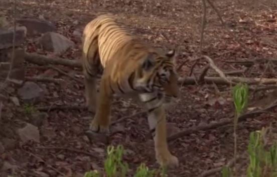 एक और दिन और एक और मौत, लगातार तीसरे दिन आदमखोर बाघ ने किया हमला, मां-बेटे की मौत