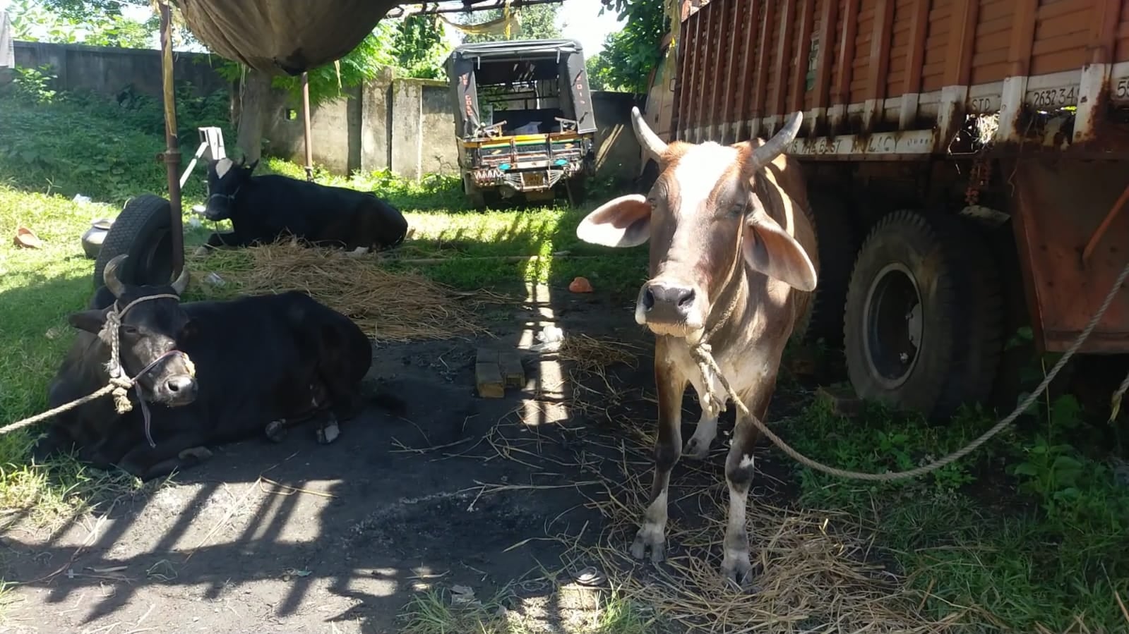 DHANBAD : क्रूरता की हदें पार कर नेशनल हाईवे पर हो रही पशु की तस्करी, जानिए क्या है ताज़ा मामला