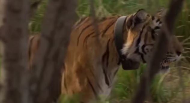 बगहा: मार गिराया गया आदमखोर बाघ, 11 लोगों को बना चुका था अपना शिकार