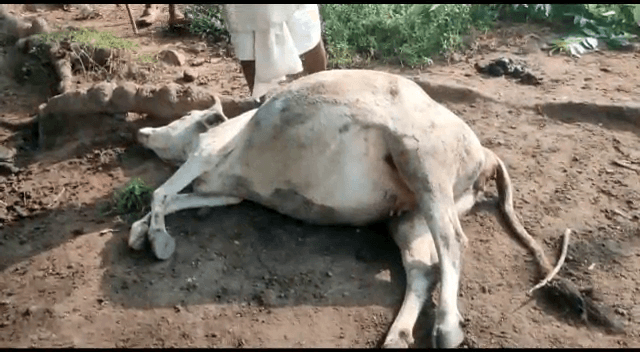 टंडवा वन क्षेत्र में हाथियों का आतंक,भय के साए में जी रहे ग्रामीण