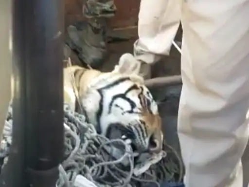 जानिए कैसे मारा गया आदमखोर बाघ, 11 लोगों को बना चुका था शिकार, कैसे शूटर्स ने मारी गोली,जरूर पढ़िए