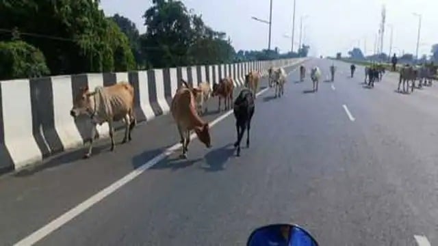 धनबाद में आवारा पशुओ के आगे बेबस जिंदगी, जानिए कैसे लोगो को करते हैं परेशान