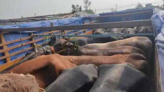 नेशनल हाईवे पर नहीं थम रही पशु तस्करी ,जानिए कहां और कैसे पकड़ाए