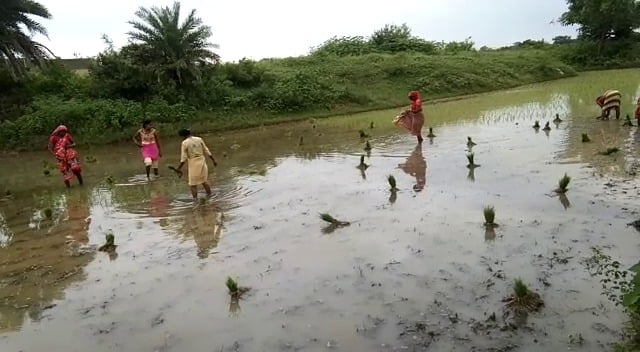 बारिश से आमलोग हुए परेशान,तो किसानों के चेहरे पर लौटी मुस्कान,धान रोपनी का कार्य हुआ तेज
