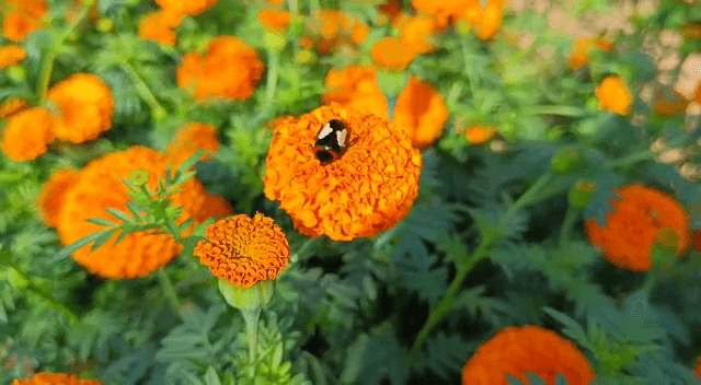 लोहरदगा में गेंदे की बहार, कभी रही बंजर ज़मीन अब ग्रामीणों को दे रही रोज़गार