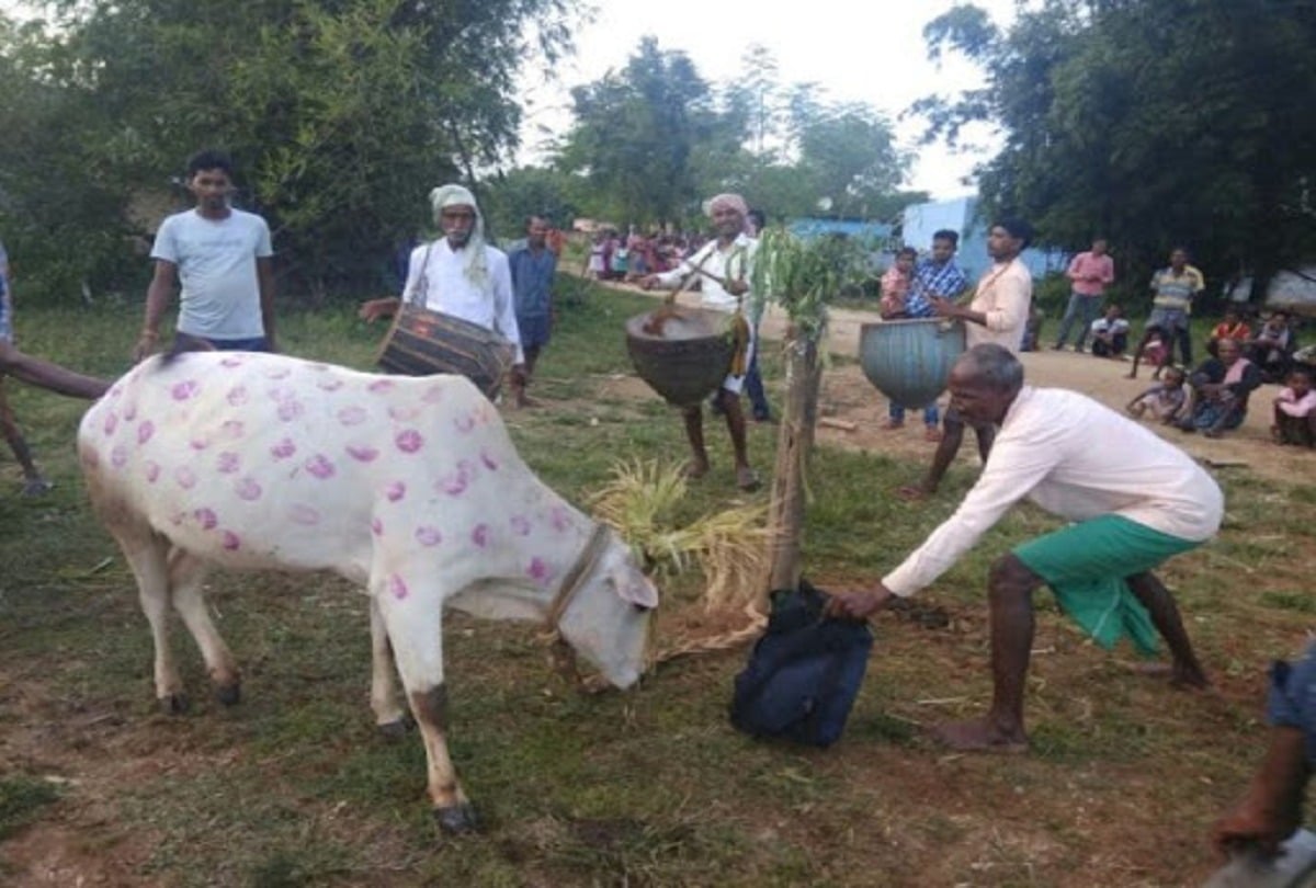 सोहराय पर्व में गाय और बैल की होती है पूजा, क्या है इसके खास महत्व, जानिए