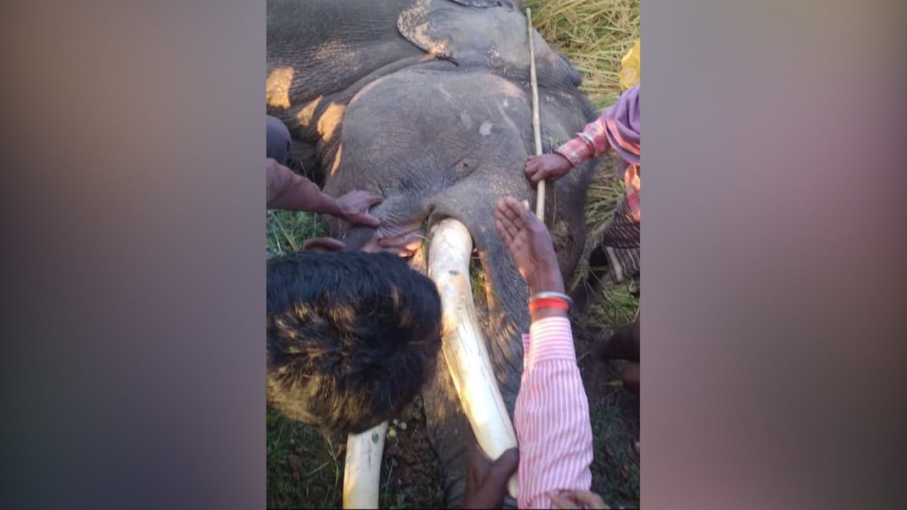 तमाड़ में एक और हाथी की मौत,जानिए कैसे हुआ हादसा