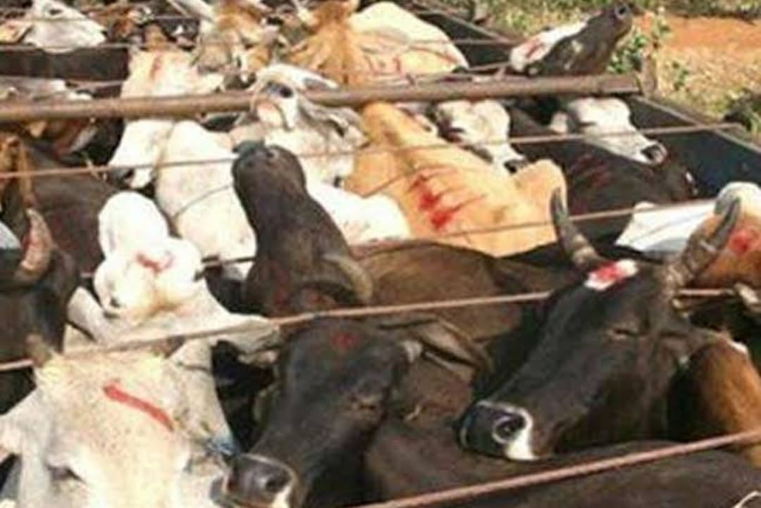 पुलिस को चकमा देने का नायाब तरीका,  जानिए कार में किसका बोर्ड लगा कर हजारीबाग में ढोए जा रहे थे गो वंश