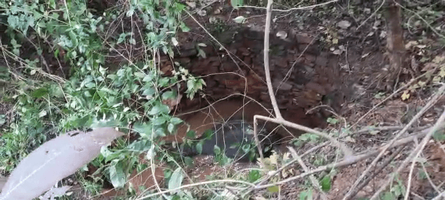 गांव के कुंए में गिरा हाथी का बच्चा, दहशत में ग्रामीण