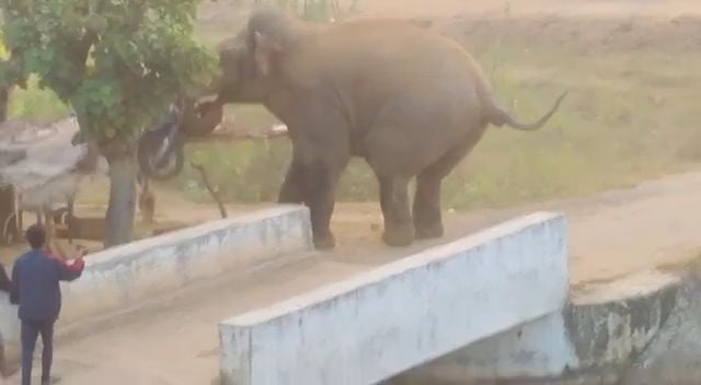 तमाड़ में जंगली हाथी ने मचाया उत्पात,बाइक और दुकान को बनाया निशाना