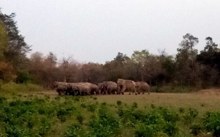 सरिया में हाथियों का आतंक, 2 को कुचला, एक की मौत