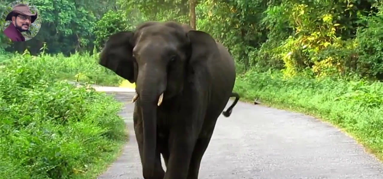 सरायकेला :जंगली हाथी ने पटक पटक कर बच्चे की ली जान, ग्रामीणों में दहशत