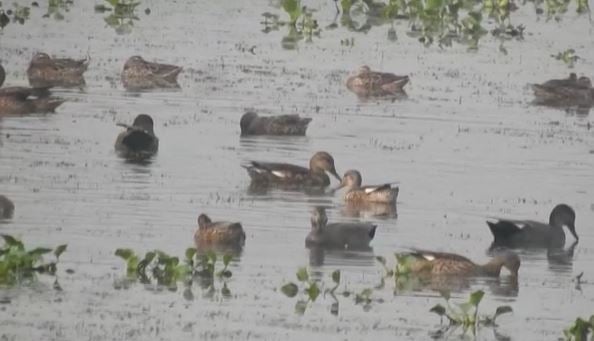 भागलपुर :  विदेशी मेहमानों के कलरव से गूंजा जगतपुर झील,170 से अधिक प्रजाति के पक्षियों का आगमन