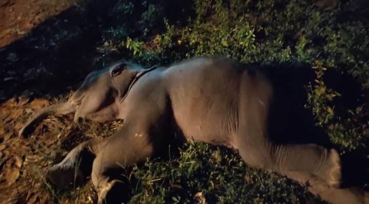 चाईबासा : तालाब में डूबने से डेढ़ माह के शिशु  हाथी की मौत,  हाथियों की  झुंड ने बचाने का किया था प्रयास