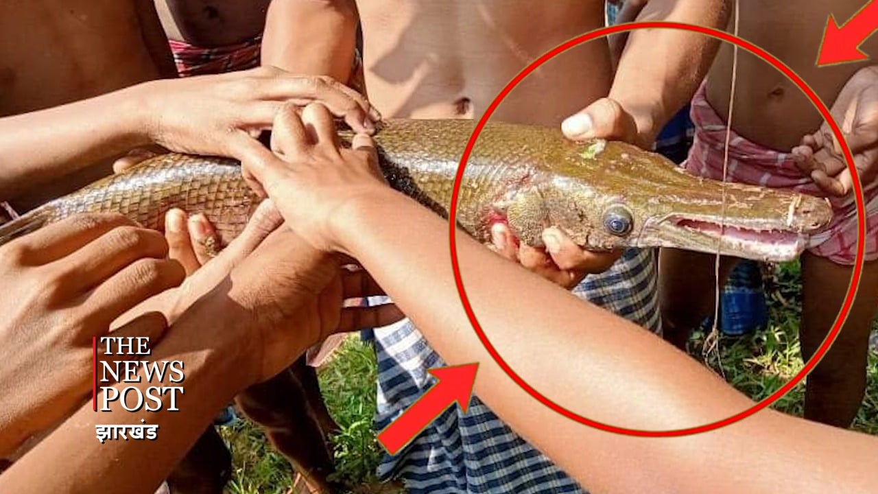 मुंह मगरमच्छ सा और शरीर मछली जैसा, क्या आपने देखी है ऐसी मछली!