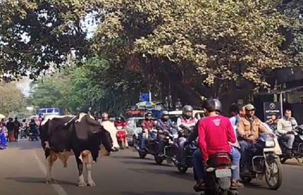 धनबाद की सडकों पर आवारा पशुओं का तांडव, कई हो रहें घायल तो कोई गंवा रहा जान