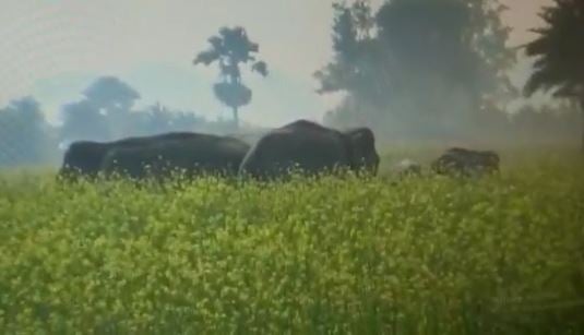 औरंगाबाद में हाथियों के झुंड ने मचाया तांडव, 3 लोगों को किया घायल