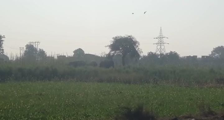 जंगली हाथियों का आतंक ! भटकते हुए गांव पहुंचा हाथियों का झुंड, वन विभाग की लेट-लतीफी से गई तीन की जान