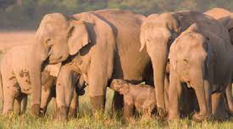 दुमका: 30 हाथियों के झुंड मसलिया प्रखंड में घुसा, लोगों को सावधानी बरतने का वन विभाग ने दिया निर्देश