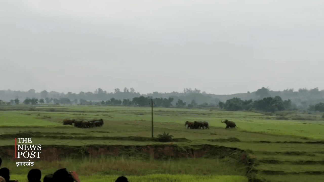17 जंगली हाथी महीने भर से रौंद रहे खेत, दहशत में ग्रामीण