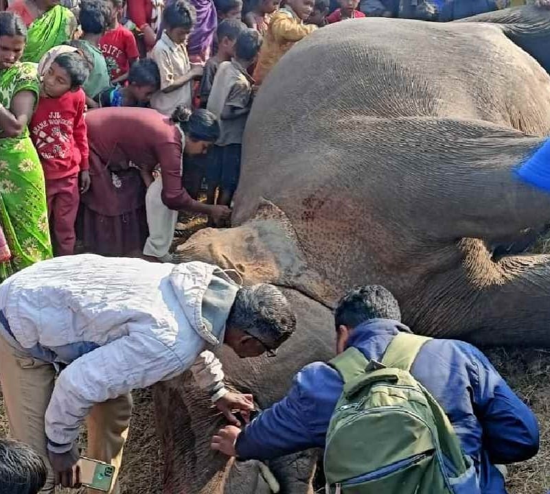 चाईबासा : बिजली विभाग की लापरवाही से गई हथिनी की जान, जानिए क्या है मामला
