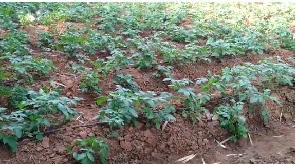 धनबाद के गोविंदपुर का रोतरा गांव, अशोक सिंह ने खुशहाली की बुनियाद रखी तो सांसद ने लिया गोद, जानिए कैसे बदली गांव की तक़दीर