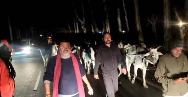 देवघर : सांसद ने किया गौ तस्करी का खुलासा, हज़ारों गाय रेस्क्यू,  2 तस्कर धराए