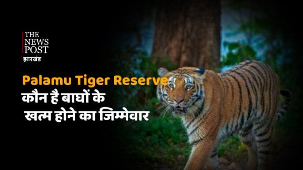 Forest Exposed : 50 से अधिक बाघों वाले पलामू टाइगर रिज़र्व से कहां चले गए बाघ? जानिए कागजी बाघों का हाल
