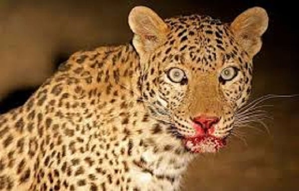 गढ़वा में तेंदुआ वन विभाग के लिए बना पहेली, नहीं मिला अभी तक कोई निशान, लातेहार में भी जंगली जानवर का तांडव