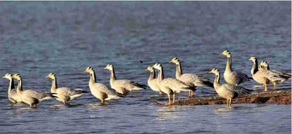 लातेहार : साले डैम में विदेशी पक्षियों का आगमन, काफी संख्या में पर्यटक पहुंच रहे देखने