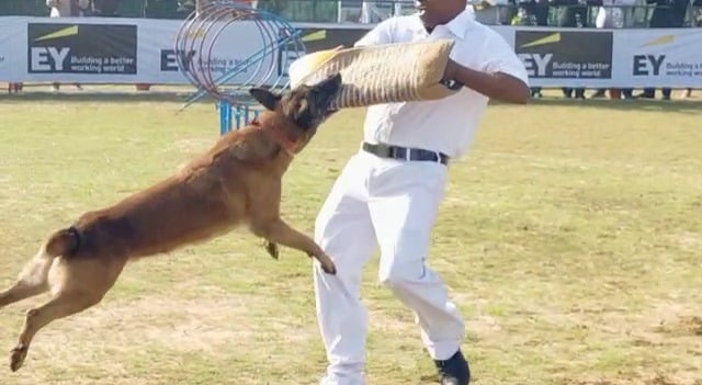 जमशेदपुर : दो वर्षों बाद डॉग शो का आयोजन, 430 श्वान अपनी प्रतिभा दिखा कर जीत रहे लोगों का दिल