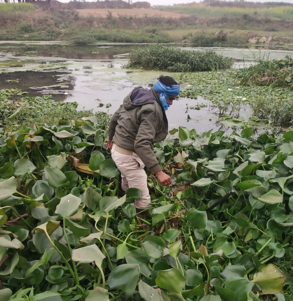 कैमूर : तालाब में जलकुंभी के नीचे छिपा रखी थी शराब, 250 लीटर अवैध अर्धनिर्मित शराब नष्ट