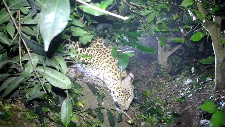 किशनगंज : चाय बागान में तेंदुआ देखे जाने के बाद मचा हड़कंप, बागान में रोका गया काम