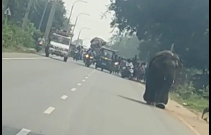 बीच सड़क पर झूमता पहुंच गया हाथी, फिर राहगिरों का क्या हुआ हाल, देखिए वीडियो