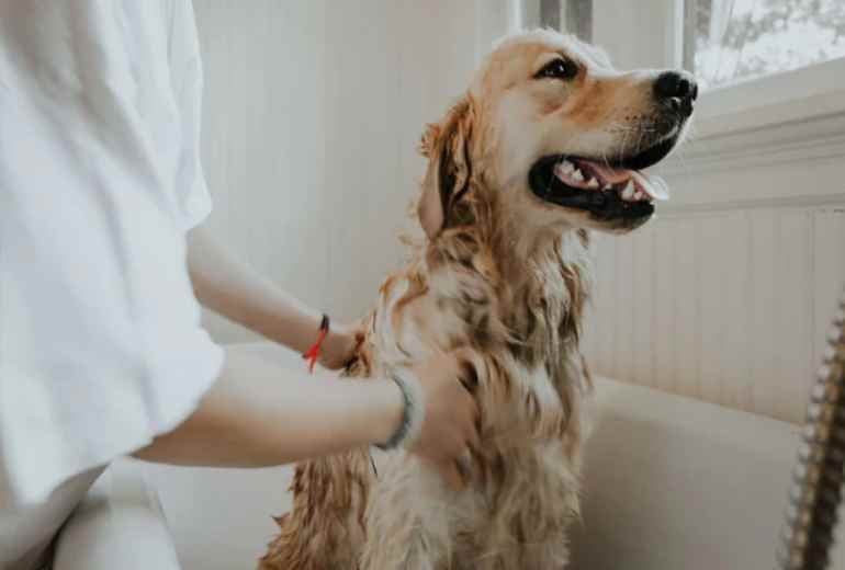 पालतू कुत्ते को ‘कुत्ता’ कहना पड़ा महंगा, पड़ोसियों ने 65 वर्षीय किसान की ले ली जान