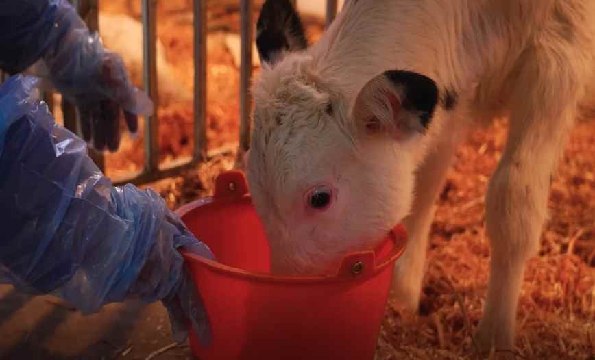 अब बहेगी दूध की गंगा, चीन ने बनाया “सुपर गाय”, एक दिन में 140 लीटर दूध, देखिये और क्या-क्या?