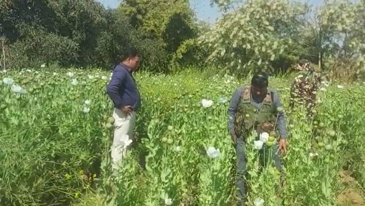 औरंगाबाद : माओवादी करा रहे थे अफीम की खेती, पुलिस ने तोड़ी कमर, नष्ट कर दी 10 एकड़ में लगी 20 करोड़ की फसल