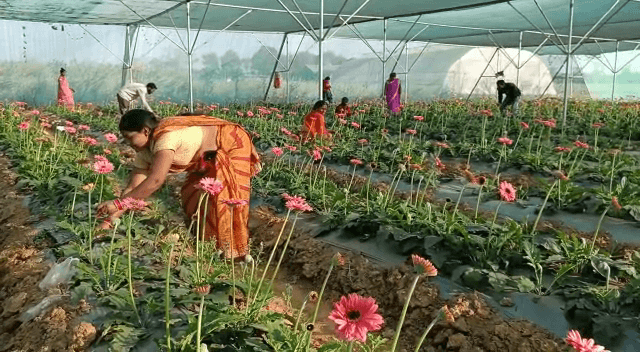 प्यार के सप्ताह में भी फूलों को नहीं मिल रहा बाजार, रंग-बिरंगे फूलों का उत्पादन करने वाली महिला किसानों में खासा मायूसी