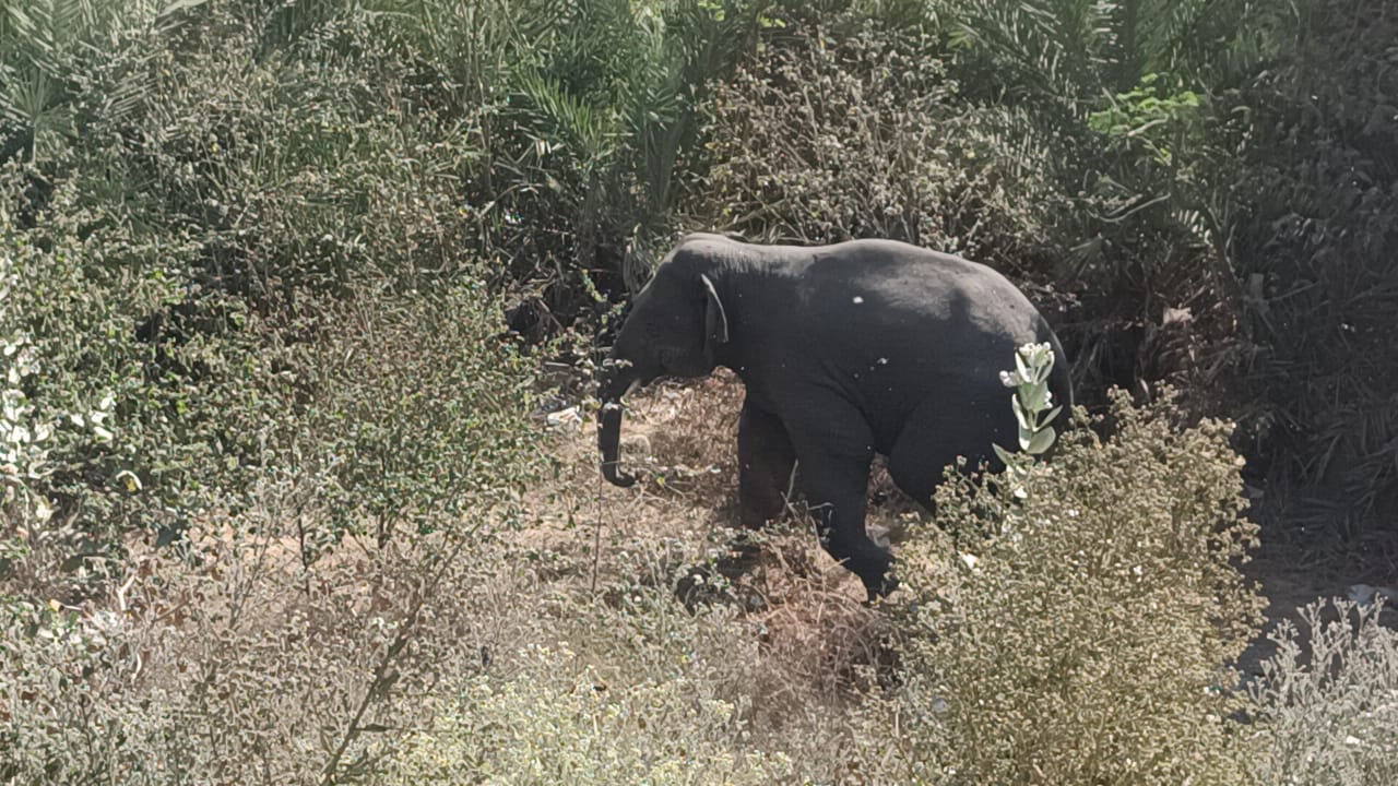 धनबाद : गुस्साए गजराज ने हज़ारीबाग में दो की ली जान, दो घायल, जानिए क्या है पूरी घटना