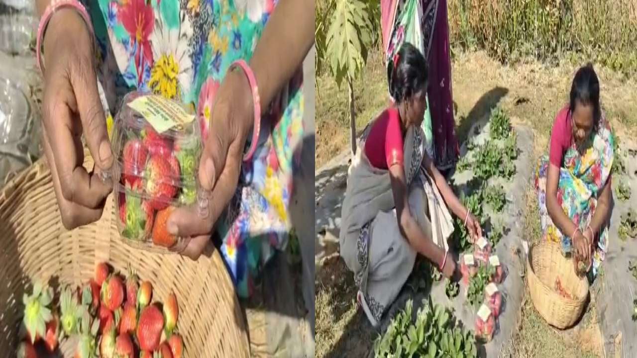 लोहरदगा : स्ट्रॉबेरी की खेती को लेकर झारखंड की महिला किसान को मिला  राष्ट्रीय पुरस्कार, जानिए किसे