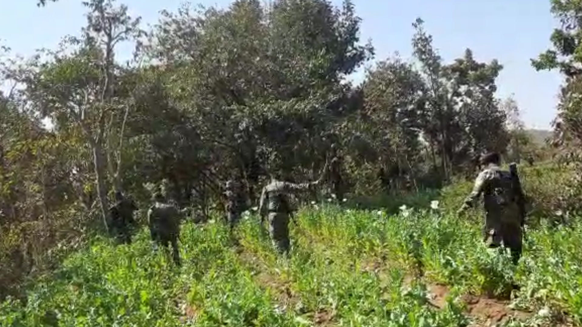 ड्रोन की मदद से अफीम की खेती पर नजर रखेगी झारखंड पुलिस, फिर करेगी कार्रवाई