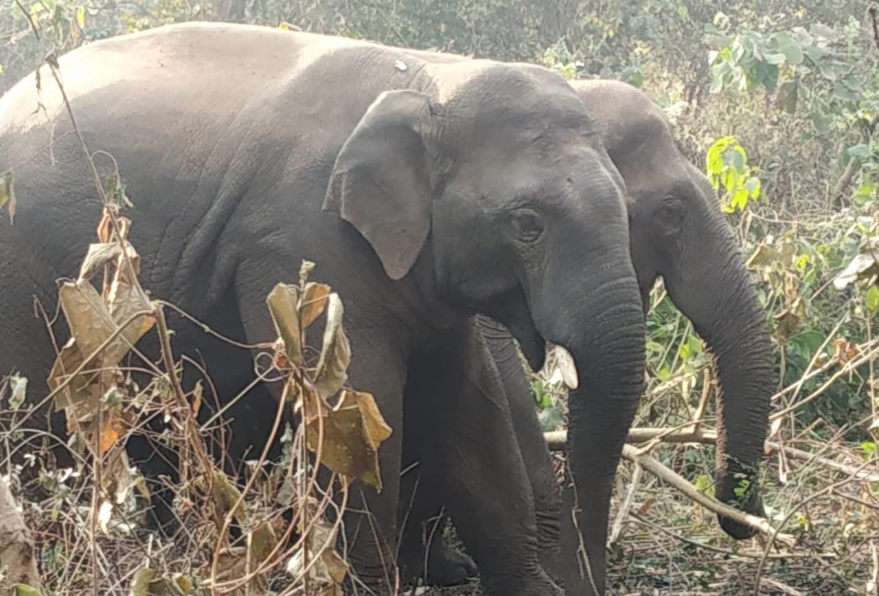 दुमका : दिनदहाड़े गांव में घुसा हाथियों का झुंड, वन विभाग सक्रिय, दी सावधान रहने की चेतावनी