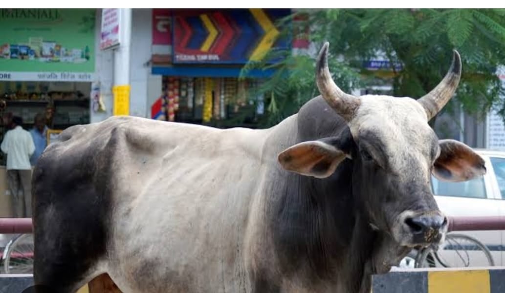 झरिया के लोदना में बना गोफ और पाताल में समा गया सांड,जानिए घटना का पूरा विवरण