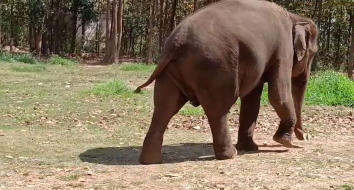 लोहरदगा : हाथी के हमले से अब तक जा चुकी सात लोगों की जान, मुआवजा बांटने में लगी है वन विभाग