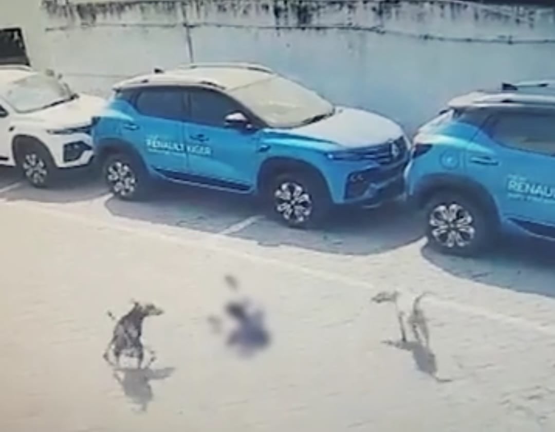 4 साल के मासूम को कुत्तों के झुंड ने दबोचा, जानिए क्या हुआ आगे