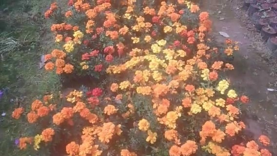 फूल-फल के पौधे लगाकर मिल रहा है रोजगार, पर्यावरण को भी मिलेगा लाभ